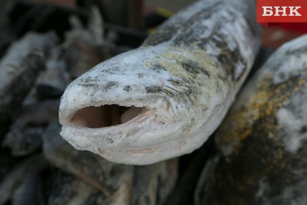 В Коми завезли 22 тонны рыбы с мышьяком